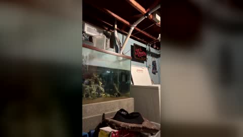 33adidas online show from March 19, 2026, 8:18 am