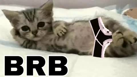 Snapshot of _meowmiko__ chatting on June 12, 2026, 11:03 pm miko3 online show from June 12, 2026, 11:03 pm