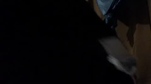 Snapshot of amileadivinestar0987 chatting on December 26, 2024, 1:51 am amileadivinestar0987 online show from December 26, 2024, 1:51 am