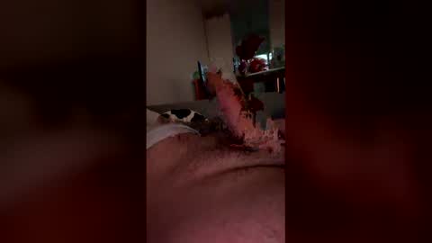 analpunisher2808 online show from March 9, 2026, 6:06 am