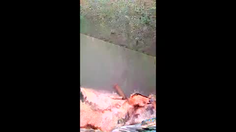 bigernine online show from January 10, 2026, 11:23 am