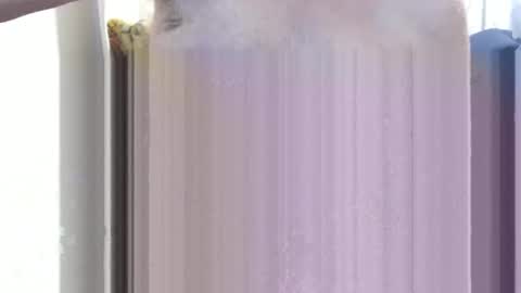 bolbil1 online show from December 15, 2024, 11:34 am