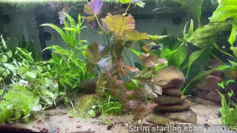 Booker Baxton online show from February 6, 2025, 4:10 am