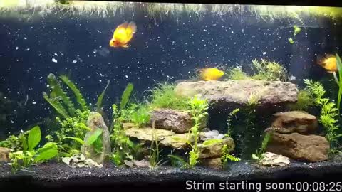 Booker Baxton online show from September 30, 2025, 3:00 am