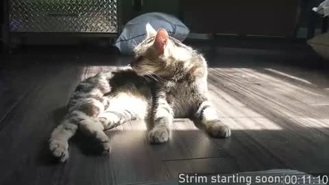 Booker Baxton online show from December 2, 2025, 3:56 am