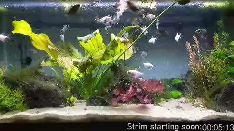 Booker Baxton online show from January 15, 2026, 4:06 am