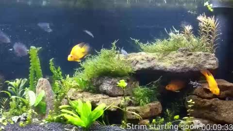 Booker Baxton online show from March 26, 2026, 3:01 am