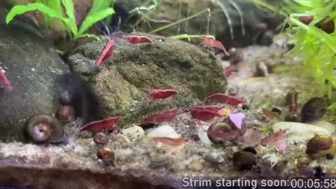 Booker Baxton online show from April 8, 2026, 3:06 am