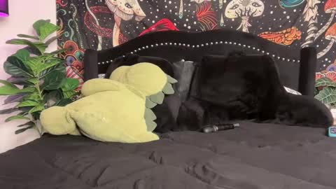 Puddin online show from September 22, 2025, 12:01 am