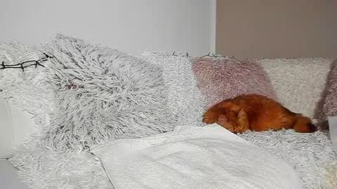 brianadiamondxxx online show from April 7, 2026, 7:14 pm