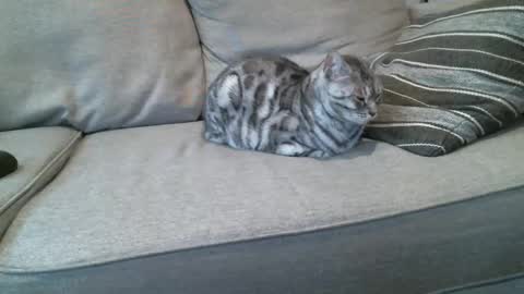 Buck online show from January 8, 2025, 4:22 pm