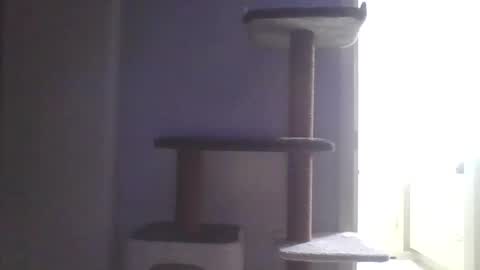 cammyman6900 online show from November 9, 2025, 4:55 am