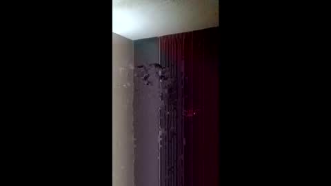 Roxy and Royce online show from March 22, 2026, 7:34 am