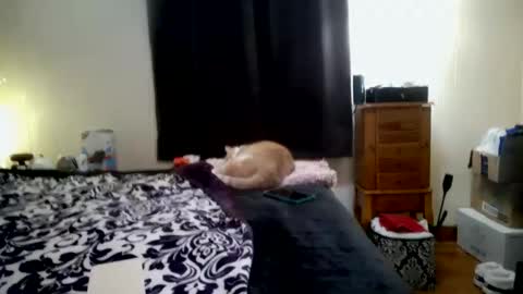 Snapshot of chinacove chatting on January 31, 2026, 7:23 pm ChinaCove online show from January 31, 2026, 7:23 pm