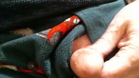 Snapshot of cutandwaxed2 chatting on January 29, 2025, 2:10 pm BI SMOOTH MATURE SUB online show from January 29, 2025, 2:10 pm