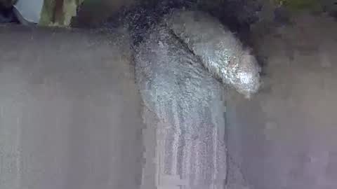 Snapshot of dadyschlong chatting on June 3, 2026, 3:17 pm GIANT Lamar 72 ft tall with a 10 inches BBC hard quick cumshot in private show lets go online show from June 3, 2026, 3:17 pm