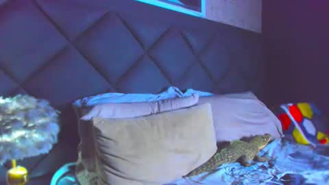 Dany online show from November 28, 2025, 4:42 pm