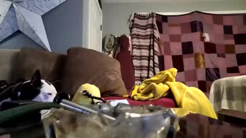 daryltasha8191 online show from January 20, 2025, 6:10 am