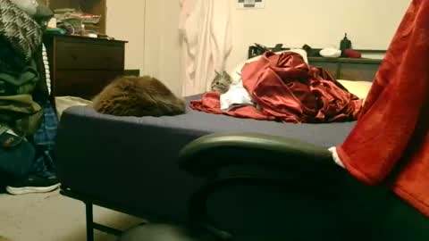 Steve online show from February 15, 2026, 2:19 am