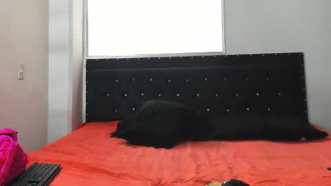 Snapshot of doll_celeste19 chatting on October 8, 2025, 7:11 pm C E L E S T E online show from October 8, 2025, 7:11 pm