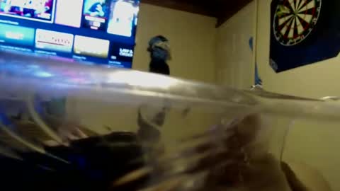 dtrain6969420 online show from September 25, 2025, 2:04 am