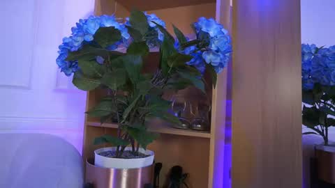 Snapshot of elasummeer chatting on February 4, 2026, 2:23 pm Elasummeer online show from February 4, 2026, 2:23 pm