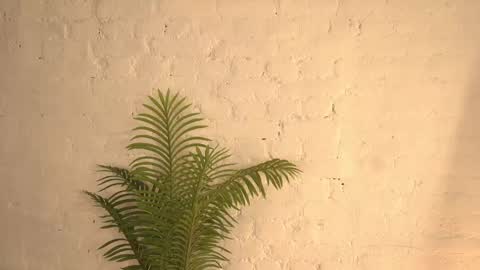 Snapshot of elliefrost chatting on March 11, 2025, 12:22 am elliefrost online show from March 11, 2025, 12:22 am