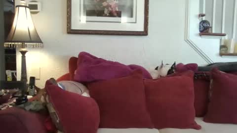 Snapshot of fairmount31 chatting on February 13, 2026, 1:51 pm fairmount31 online show from February 13, 2026, 1:51 pm