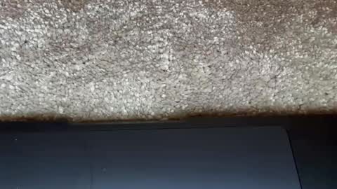 Snapshot of freaky__athena chatting on February 27, 2026, 9:15 pm athena online show from February 27, 2026, 9:15 pm