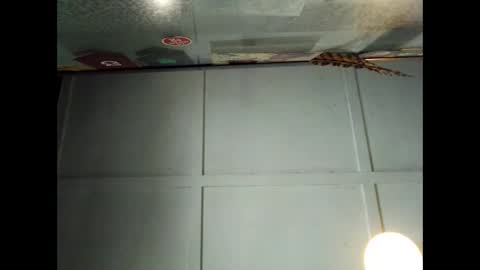 Snapshot of fucmebudoo chatting on September 29, 2025, 1:00 am Warwick online show from September 29, 2025, 1:00 am