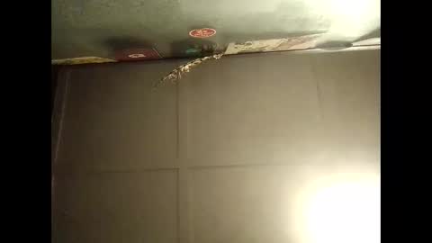 Snapshot of fucmebudoo chatting on October 11, 2025, 9:08 am Warwick online show from October 11, 2025, 9:08 am