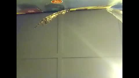 Snapshot of fucmebudoo chatting on October 18, 2025, 7:53 am Warwick online show from October 18, 2025, 7:53 am