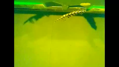 Snapshot of fucmebudoo chatting on October 22, 2025, 10:04 am Warwick online show from October 22, 2025, 10:04 am