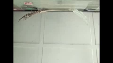 Snapshot of fucmebudoo chatting on October 27, 2025, 3:10 am Warwick online show from October 27, 2025, 3:10 am