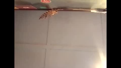 Snapshot of fucmebudoo chatting on October 30, 2025, 7:10 am Warwick online show from October 30, 2025, 7:10 am