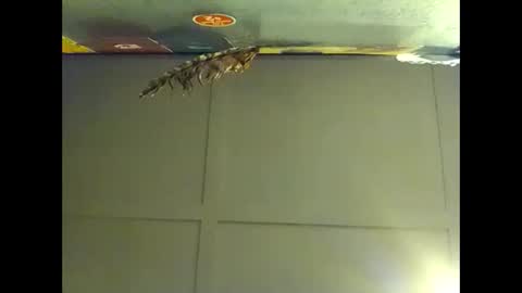 Snapshot of fucmebudoo chatting on November 1, 2025, 8:27 am Warwick online show from November 1, 2025, 8:27 am