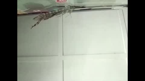 Snapshot of fucmebudoo chatting on November 12, 2025, 2:34 am Warwick online show from November 12, 2025, 2:34 am