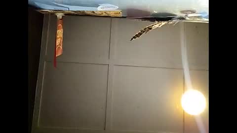 Snapshot of fucmebudoo chatting on November 23, 2025, 10:59 am Warwick online show from November 23, 2025, 10:59 am