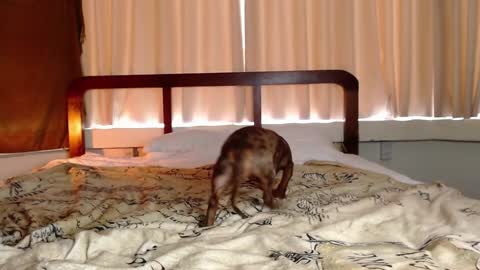 Gregblonde  Alextattoo online show from February 1, 2025, 1:02 am