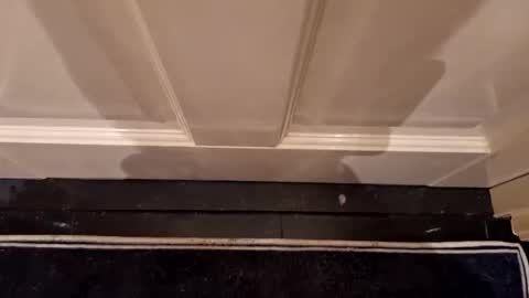 Hot Dutchie online show from April 7, 2026, 8:09 pm