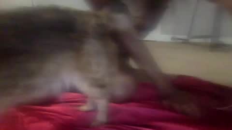 Snapshot of iysisfv chatting on September 26, 2025, 2:04 am iysisfv online show from September 26, 2025, 2:04 am