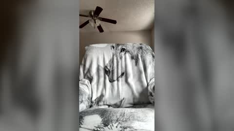 Snapshot of jameswolf777 chatting on April 7, 2026, 7:03 pm jameswolf777 online show from April 7, 2026, 7:03 pm