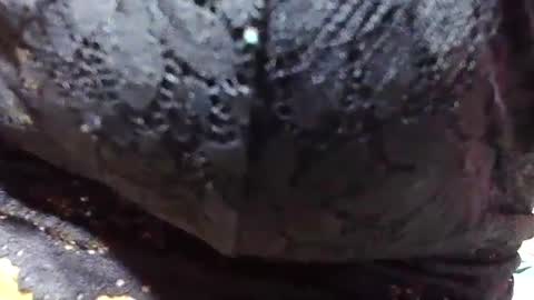 jaysonata215 online show from December 9, 2024, 11:15 am