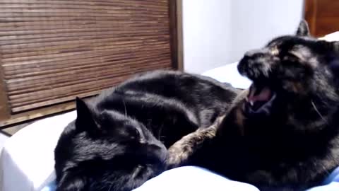 Lance online show from December 12, 2024, 12:38 am