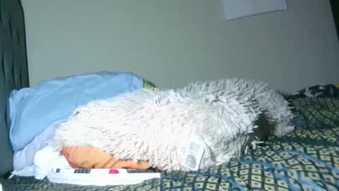 latinincognito online show from February 4, 2026, 6:52 am