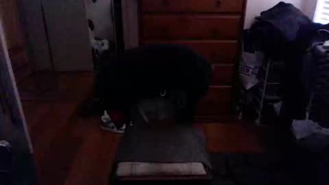 Pussylicker online show from February 23, 2025, 9:55 am