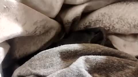 Lvac11 online show from January 22, 2025, 12:38 pm