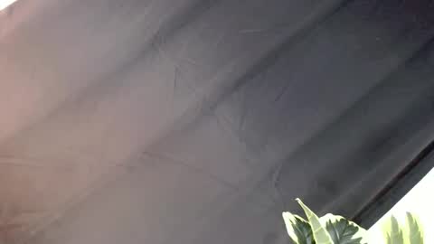 majesticcock_kyla online show from October 22, 2025, 12:16 pm