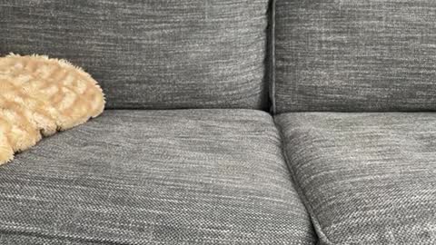 majortazer online show from February 17, 2025, 10:58 pm