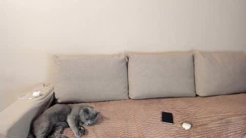 Kitty online show from December 3, 2025, 2:41 am